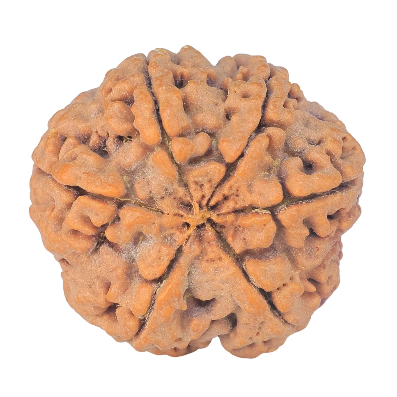 6 Mukhi Rudraksha 29.3mm 8.12gm - Rudraksha back