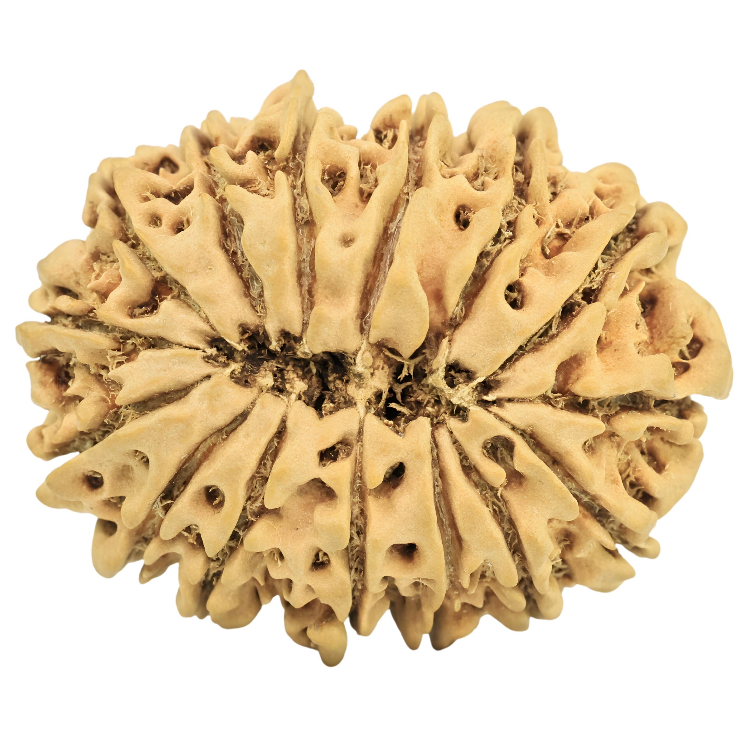 15 Mukhi Rudraksha 29.5mm 4gm - Origin: Nepal - Rudraksha back
