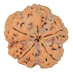 5 Mukhi Rudraksha 29.7mm 8.66gm - Rudraksha back