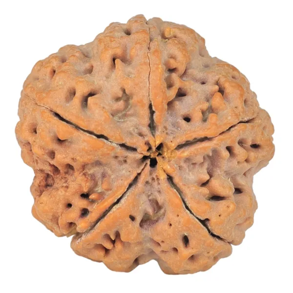 5 Mukhi Rudraksha 29.7mm 8.66gm - Rudraksha back