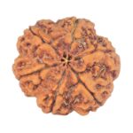 6 Mukhi Rudraksha 30mm 8.07gm - Rudraksha back