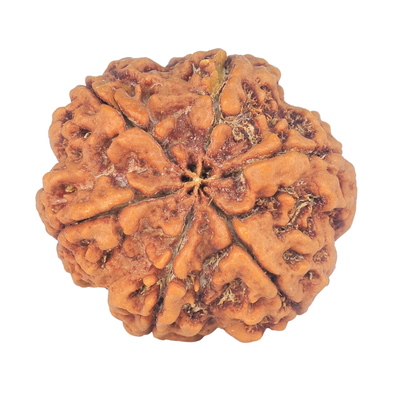 6 Mukhi Rudraksha 30mm 8.07gm - Rudraksha back