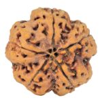 5 Mukhi Rudraksha 30mm 8.99gm - Rudraksha back
