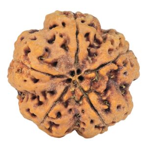 5 Mukhi Rudraksha 30mm 8.99gm - Rudraksha back