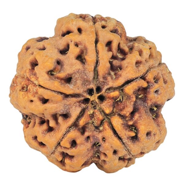 5 Mukhi Rudraksha 30mm 8.99gm - Rudraksha back