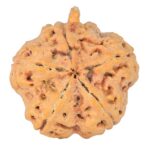 5 Mukhi Ganesh 29.3mm 6.65gm - Rudraksha back
