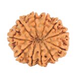 11 Mukhi Rudraksha 27.9mm 5.54gm - Rudraksha back