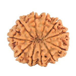 11 Mukhi Rudraksha 27.9mm 5.54gm - Rudraksha back