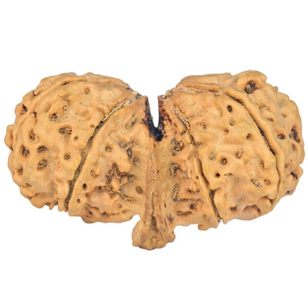 9 Mukhi Mini Trijuti 42.7mm 7.94gm - Rudraksha back