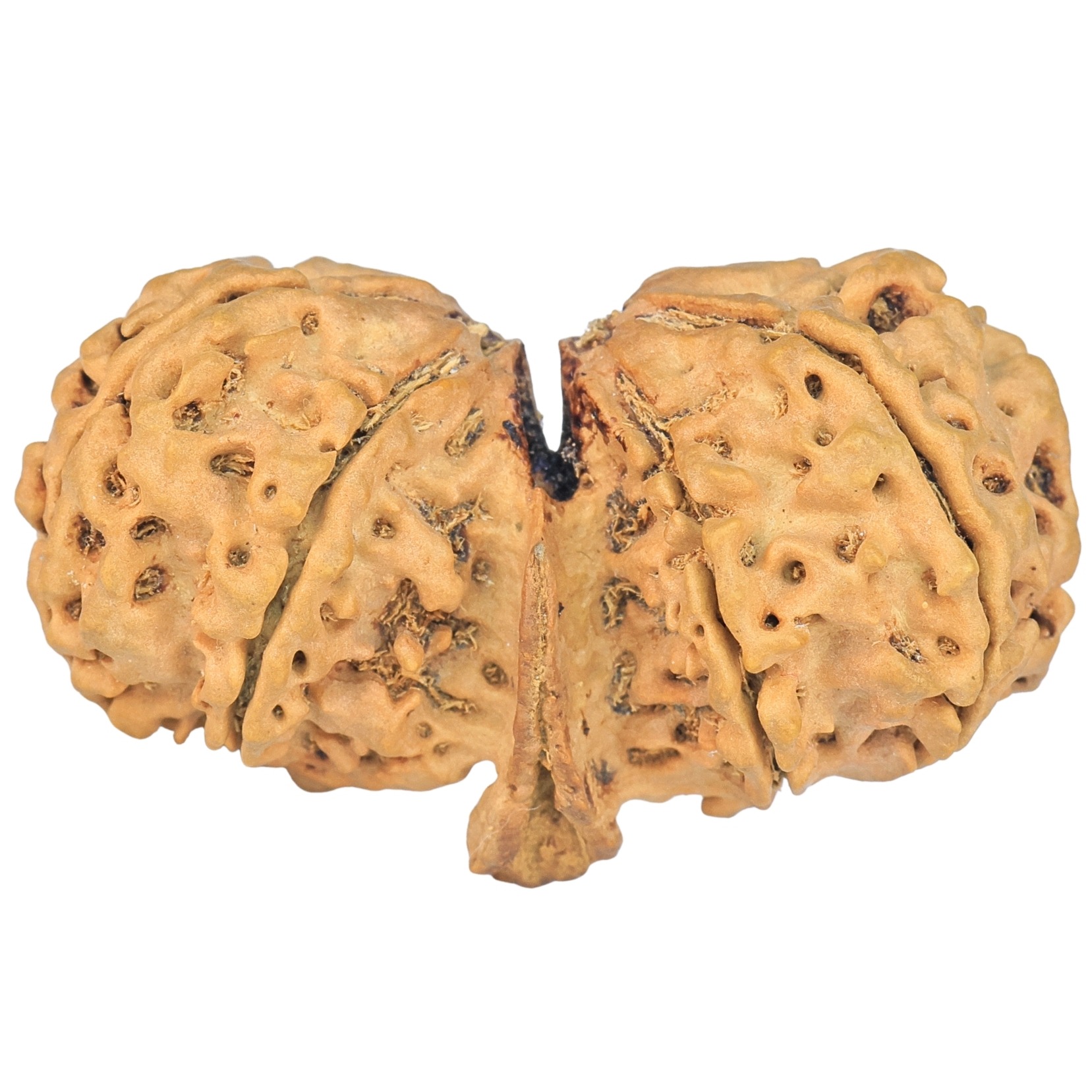 9 Mukhi Mini Trijuti 42.7mm 7.94gm - Rudraksha back