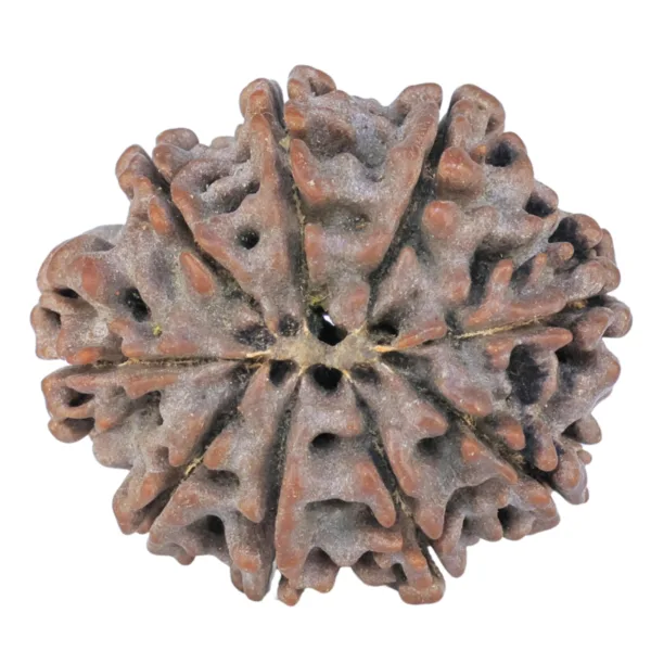 9 Mukhi Rudraksha 25.3mm 4gm - Rudraksha back