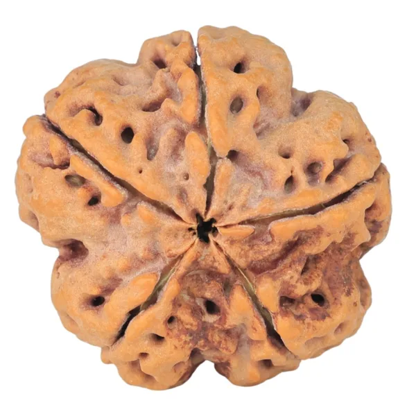 5 Mukhi Rudraksha 30.3mm 9.63gm - Rudraksha back