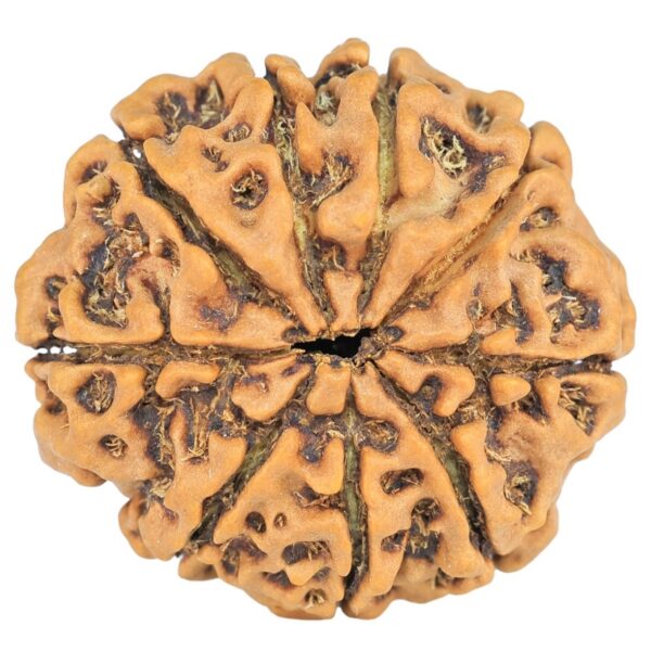 9 Mukhi Rudraksha 22.3mm 2.8gm - Rudraksha back