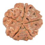 5 Mukhi Rudraksha 20.5mm 3.38gm - Rudraksha back