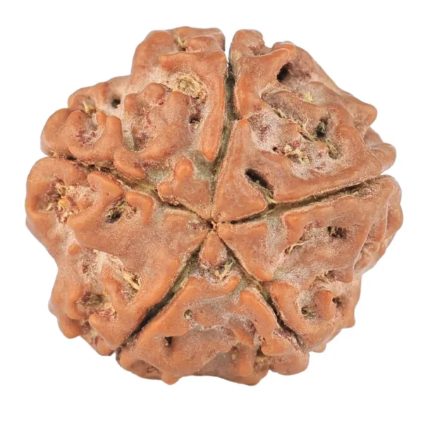 5 Mukhi Rudraksha 20.5mm 3.38gm - Rudraksha back