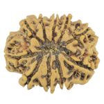 10 Mukhi Rudraksha 24.7mm 3.6gm - Rudraksha back