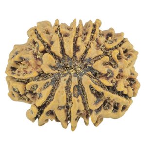 10 Mukhi Rudraksha 24.7mm 3.6gm - Rudraksha back
