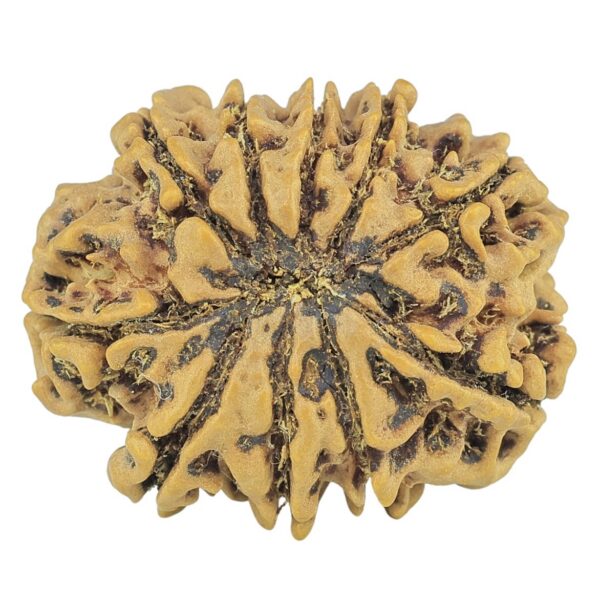 10 Mukhi Rudraksha 24.7mm 3.6gm - Rudraksha back