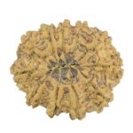 11 Mukhi Rudraksha 28.9mm 5.31gm - Rudraksha back