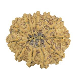 11 Mukhi Rudraksha 28.9mm 5.31gm - Rudraksha back
