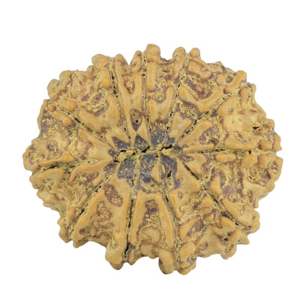 11 Mukhi Rudraksha 28.9mm 5.31gm - Rudraksha back