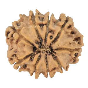 9 Mukhi Rudraksha 25.7mm 3.85gm - Origin: Nepal - Rudraksha back