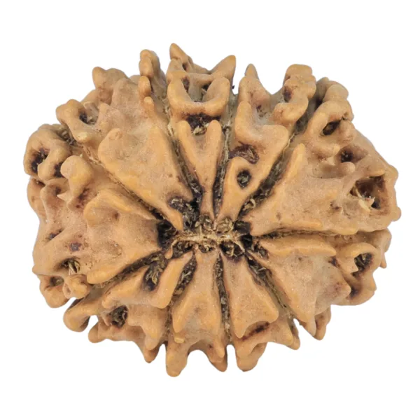 9 Mukhi Rudraksha 25.7mm 3.85gm - Origin: Nepal - Rudraksha back