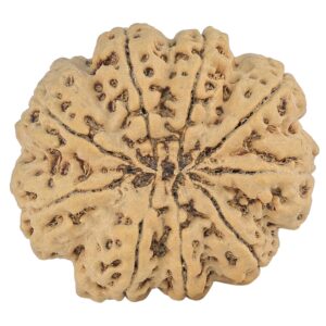 9 Mukhi Rudraksha 34mm 9.07gm - Rudraksha back