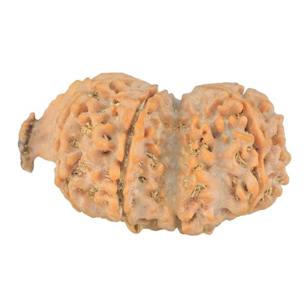 9 Mukhi G.S & Ganesh 35mm 5.32gm - Rudraksha back
