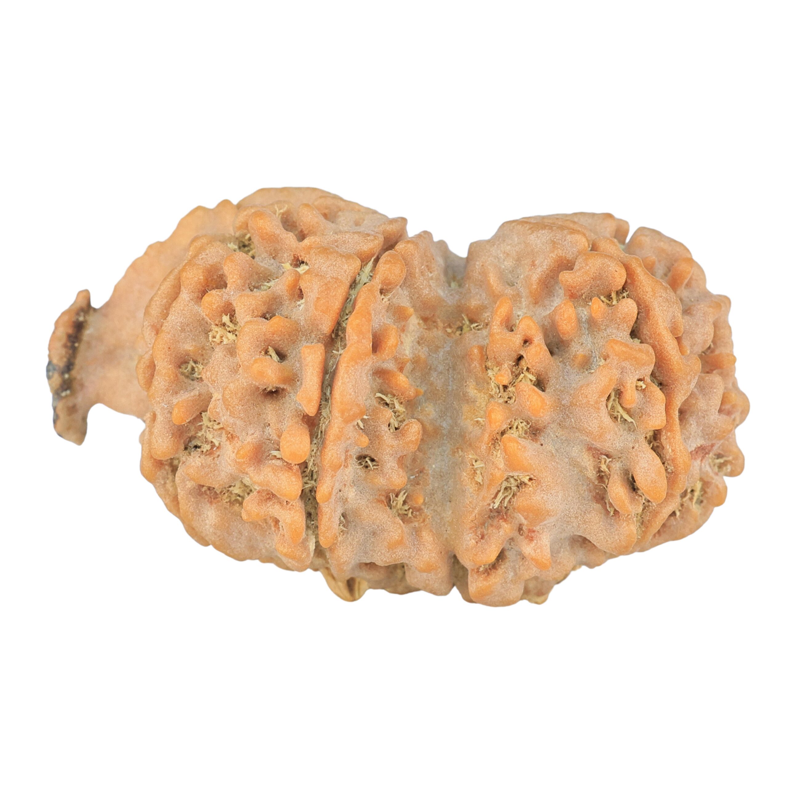 9 Mukhi G.S & Ganesh 35mm 5.32gm - Rudraksha back
