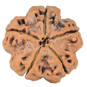 5 Mukhi Rudraksha 29.5mm 8.36gm - Rudraksha back