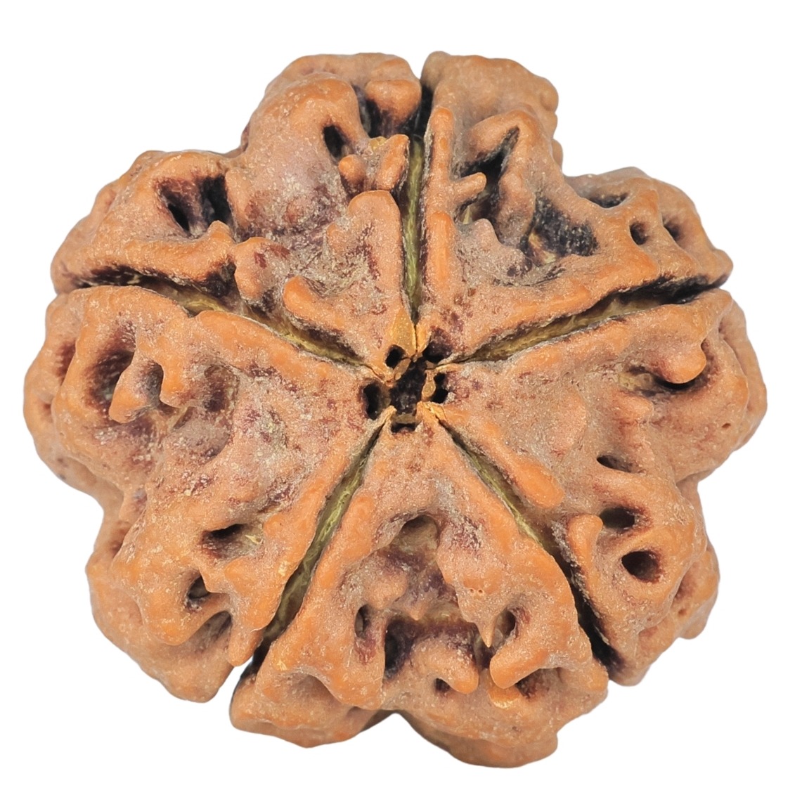 5 Mukhi Rudraksha 29.5mm 8.36gm - Rudraksha back