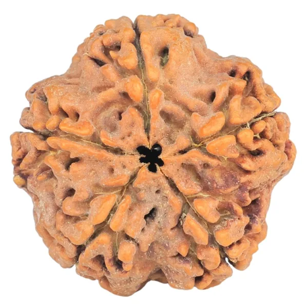 5 Mukhi Rudraksha 29.5mm 6.92gm - Rudraksha back