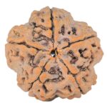 5 Mukhi Rudraksha 29.7mm 7.89gm - Origin: Nepal - Rudraksha back