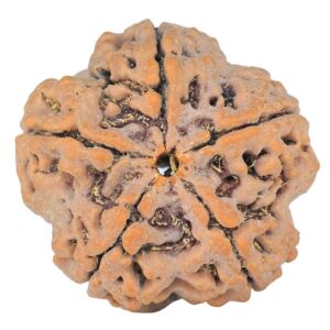 5 Mukhi Rudraksha 29.7mm 7.89gm - Origin: Nepal - Rudraksha back