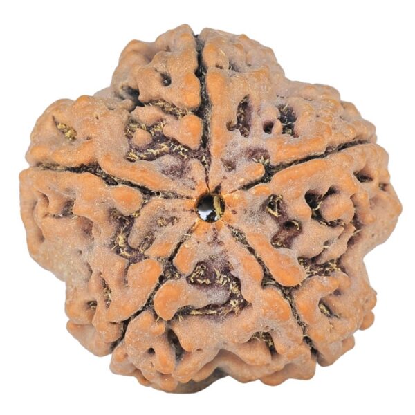 5 Mukhi Rudraksha 29.7mm 7.89gm - Origin: Nepal - Rudraksha back