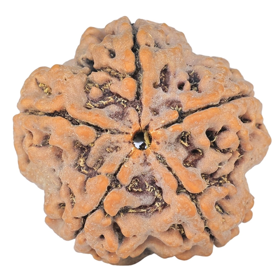 5 Mukhi Rudraksha 29.7mm 7.89gm - Origin: Nepal - Rudraksha back