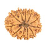 11 Mukhi Rudraksha 30mm 5.54gm - Rudraksha back