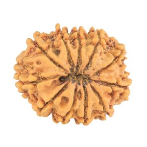 11 Mukhi Rudraksha 30mm 5.54gm - Rudraksha back