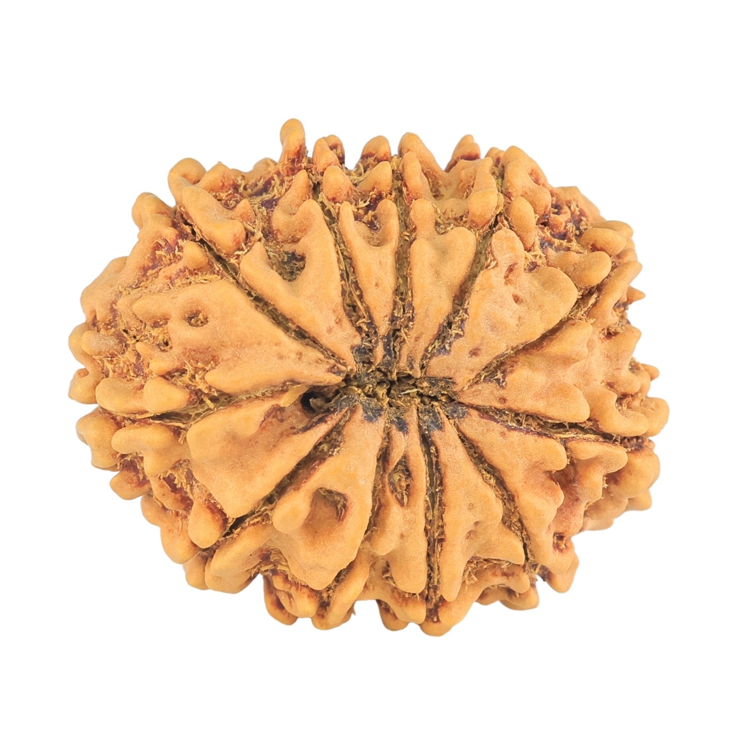 11 Mukhi Rudraksha 30mm 5.54gm - Rudraksha back