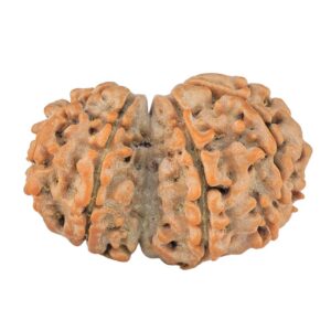 10 Mukhi Garbhgauri 26mm 3gm - Rudraksha back