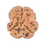 3 Mukhi Rudraksha 25.7mm 3.13gm - Rudraksha back
