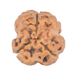 3 Mukhi Rudraksha 25.7mm 3.13gm - Rudraksha back
