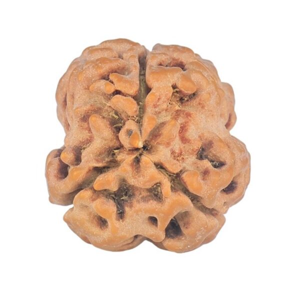 3 Mukhi Rudraksha 25.7mm 3.13gm - Rudraksha back