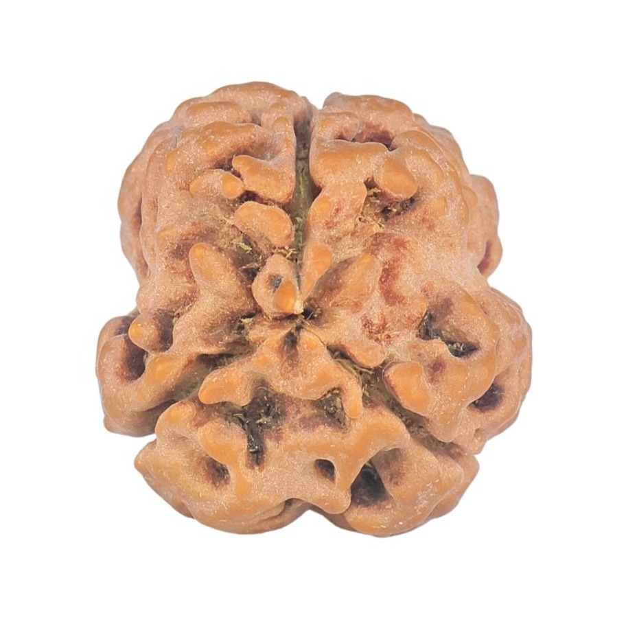 3 Mukhi Rudraksha 25.7mm 3.13gm - Rudraksha back