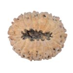 14 Mukhi Rudraksha 22.3mm 2.25gm - Rudraksha back