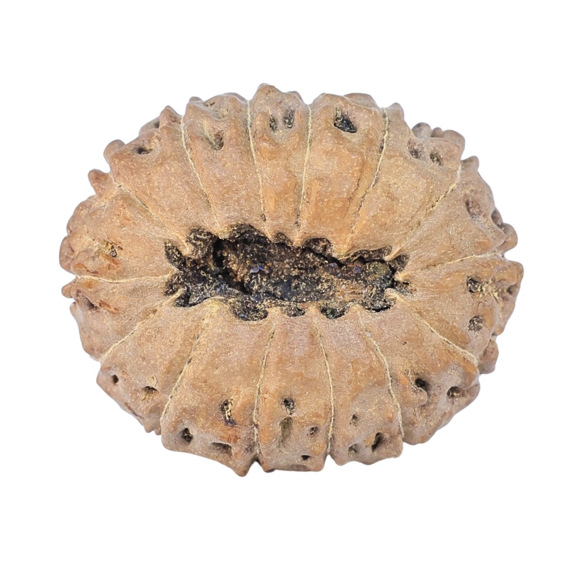 14 Mukhi Rudraksha 22.3mm 2.25gm - Rudraksha back