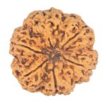 6 Mukhi Rudraksha 31.2mm 7.93gm - Rudraksha back