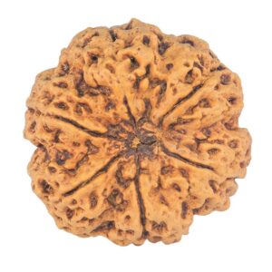 6 Mukhi Rudraksha 31.2mm 7.93gm - Rudraksha back