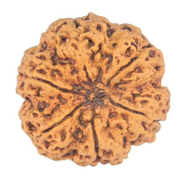 6 Mukhi Rudraksha 31.2mm 7.93gm - Rudraksha back